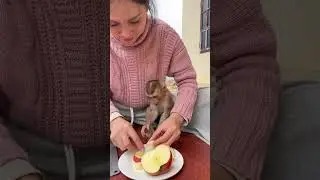 The mother cut the fruit for the baby monkey to eat.🥰