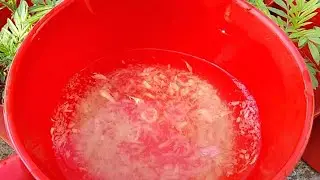 Mẹo xua đuổi ốc sên ốc ma cực hay hiệu quả100% mà không gây hại cho cây trồng 