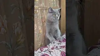 Is This The Cutest Cat? 🥺❤️ Adorable Kitten #shorts #cutecat