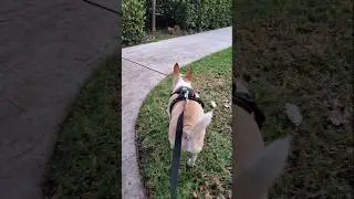 Jerry and the Huddled Squirrel
