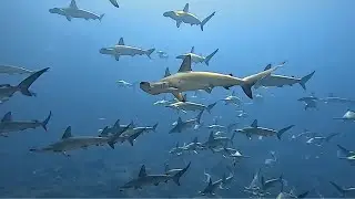 Hundreds of Hammerhead Sharks Surround Divers | World Wild Web
