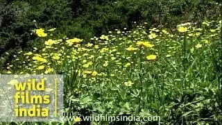 Caltha palustris or Marsh-marigold