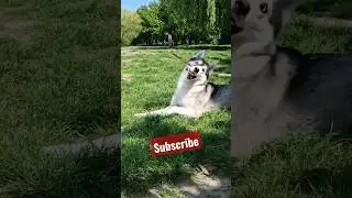 Circus Husky #youtube #youtubeshorts #1ksubscribers #1k #husky #dog #puppy #funny #circus #umor #fun