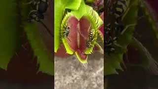 Big Venus fly trap eating wasp 🐝 Insectivorous plants vs insects