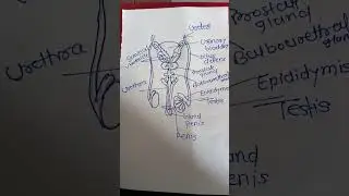 structure of male reproductive system|Miss komal 😊|#shortsviral#nursingstudent#dailyshorts#washim