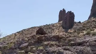 Desert bird...singing