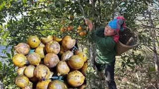 Foraging Rare Wild Fruits to Sell | Life in Remote Mountains
