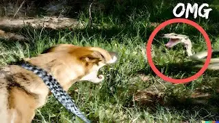 TOP 10 REAL LIFE DOGS THAT SAVED HUMANS!