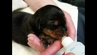 The Story of Nine Motherless Puppies