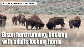 Before you try that Bison selfie in Yellowstone, watch this Buffalo herd running, rolling & bucking