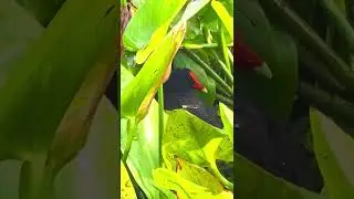 The moorhen hatches hatches eggs on the nest.