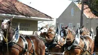 Clydesdale Budweiser Horses McComb Mississippi