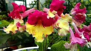 Streptocarpus Care