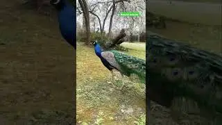 #birds #animals #natural #farming #bangladesh#New video 2025 #france #new