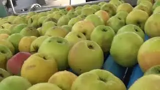Apples Grading Line - Lateral Discharge