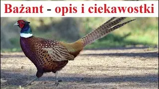 Bażant - opis i ciekawostki