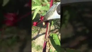 Roselle Flower harvesting time