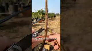 Watch How Grafting Transforms This Plant #UsaGardening #AmericanGarden #GardenTipsUSA