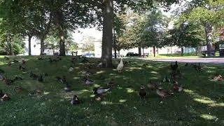 🦆 Cleaning Time @ Norton Village Duck Pond