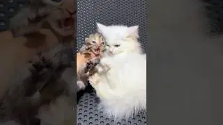 Kitten first time meeting newborn cat 😍 #cat #kitten #catlovers #cutecat
