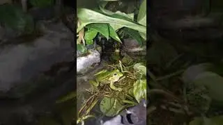 Green and Golden Bell Frog (Ranoidea aurea (previously Litoria)) Male Calling Croaking
