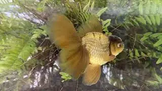 19975 Bronze Rosetail Oranda 