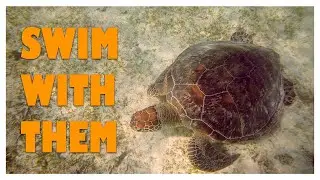 Swimming with Sea Turtles: Amami Oshima's Secret Snorkeling Paradise