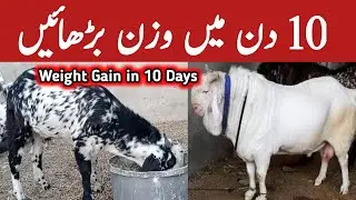 Bakrio ka wazan barhana | Goat Weight Gain | Goat Weight Gain Feed | How To Gain Weight Of Goat