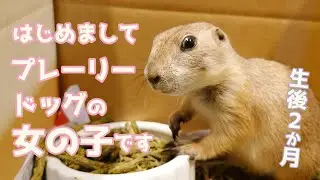 はじめまして。生後２か月プレーリードッグの女の子です。