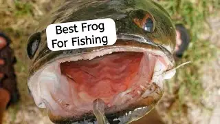 काफी टाइम बाद इतना बड़ा Murrel Mila | Snakehead Fishing | Fishing Video