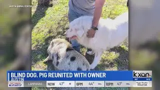 Move over, &lsquo;Homeward Bound&rsquo;: Blind dog, pig reunited with Texas owner