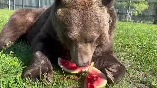 Recently a fan sent a donation with a request - ”Please give the bears a treat with this donation”.