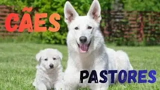CÃES PASTORES