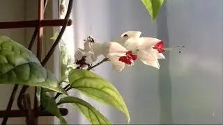 ❀Комнатный цветок Клеродендрум \ Indoor flower clerodendrum