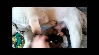 Dog lovers;Laika boobin gave birth to 6 cute pups last April 17..