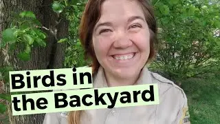 Top 10 Tips to Get More Birds in Your Backyard