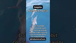 Dolphins exhibit cooperative behavior when hunting, working together to encircle and capture scho...