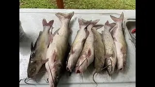 Fishing with Chicken Liver