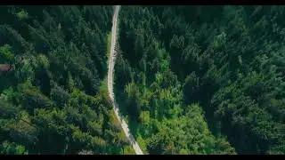 A Drone Journey Over the Pine Forest