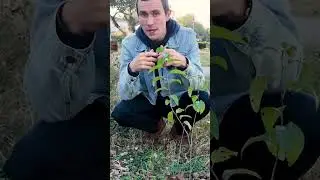 Почему эта вишня из региона Хилл-Кантри должна расти именно у вас во дворе