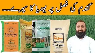 How to use Urea fertilizer as foliar spray on Wheat crop ||Bilal Kanju Official