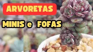 Minha cole&ccedil;&atilde;o de SUCULENTAS em MINI ARVORETAS/Passeio pelo jardim