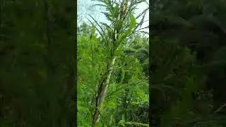 দারুন একটা গাছ #shorts -1