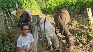 Coisas da fazenda 