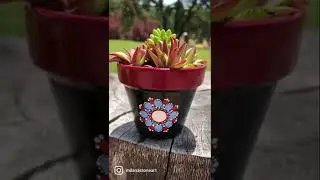 Making mandala art pots with succulent arrangement