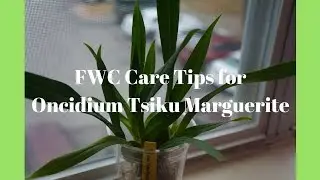 Orchid - Care Tips for Full Water Culture Oncidium | Tsiku Marguerite