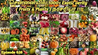 Chennai Exotic Fruit Plant Best Nursey #சென்னையில் 1000+ வகை வித்தியாசமான பழங்கள் செடிகள் நர்சரி இது
