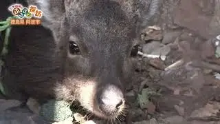 三宅裕司のふるさと探訪 ～こだわり田舎自慢～第220回 徳島県阿波市の旅