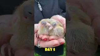 Baby Pigeon Growth 1-30 Days Old..