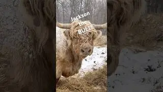 Winter! The cattle love this weather! #farmanimals #winter #cow #highlandcattle #cattle #farmer